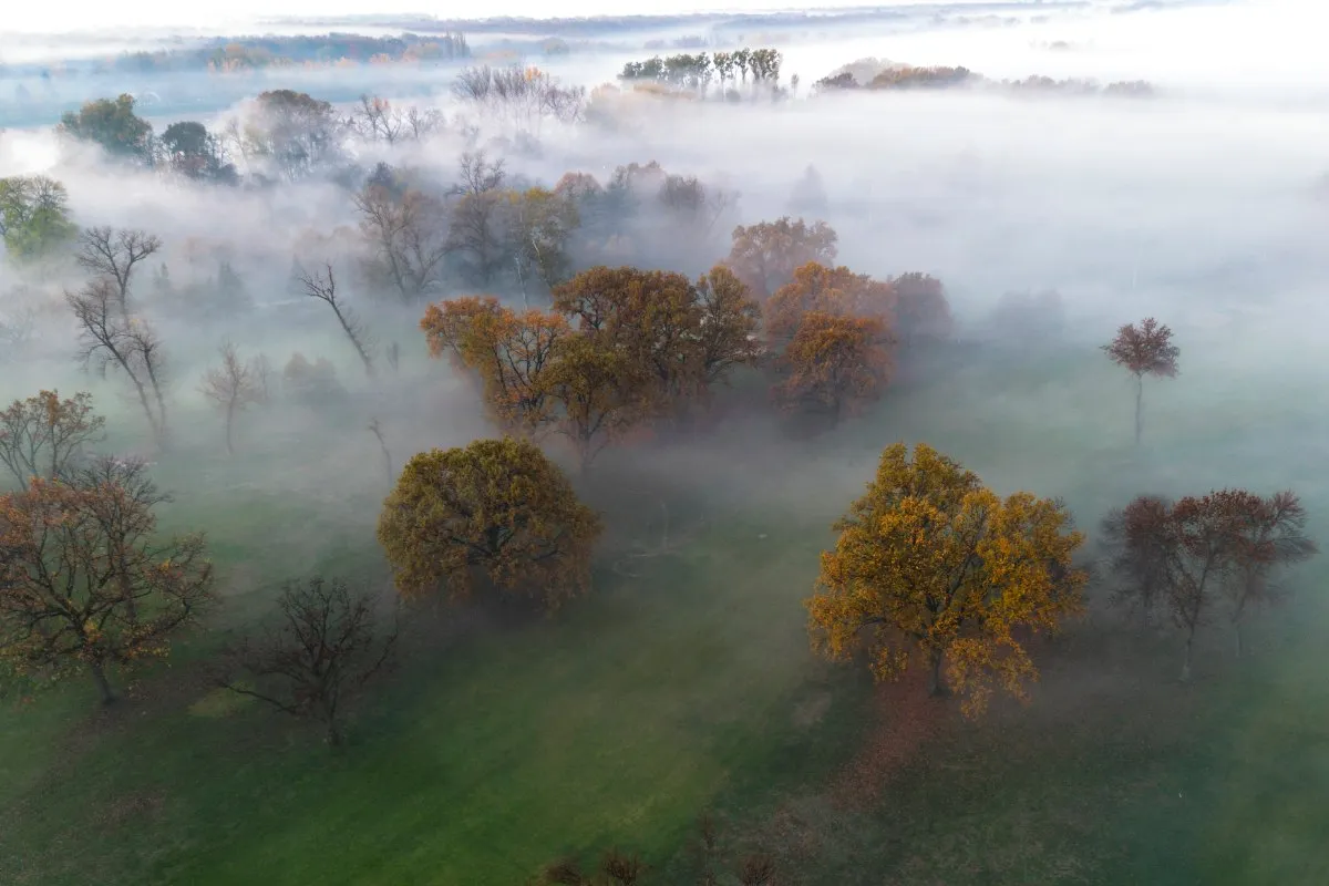 An aerial view of autumn trees in a meadow under drifting morning fog near Belgrade.